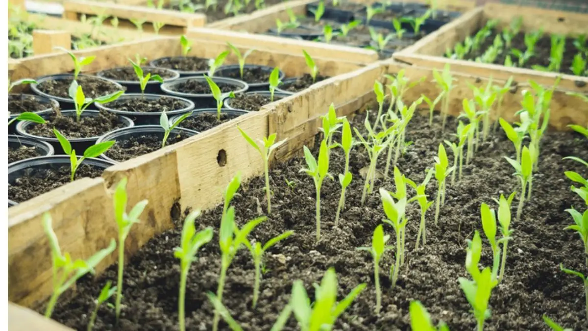 When to Put Seedlings Under LED Light? Know Now!