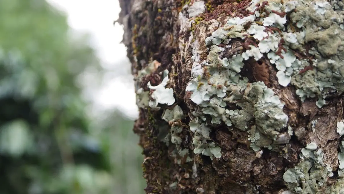 What Causes White Growth on Tree Trunk? Know the Reasons!