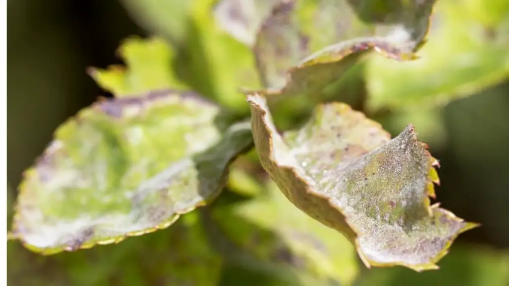 what-is-the-white-stuff-on-lemon-tree-leaves-know-now