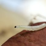 Are you seeing White Worm in Soil? Then start worrying!