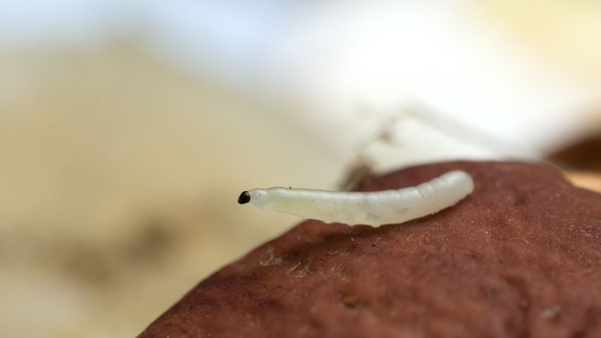 Are you seeing White Worm in Soil? Then start worrying!