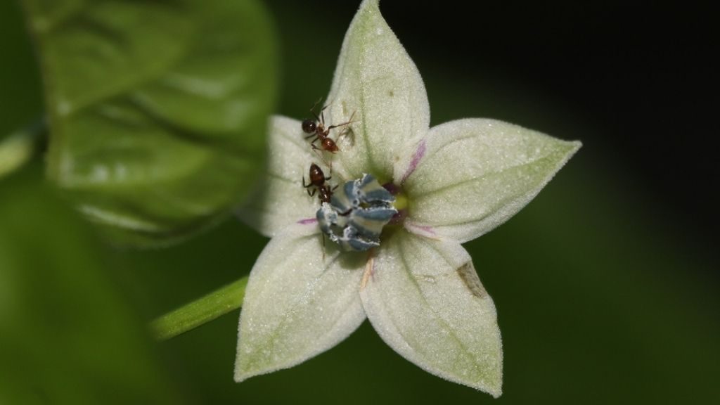 Ants on Pepper Plants
