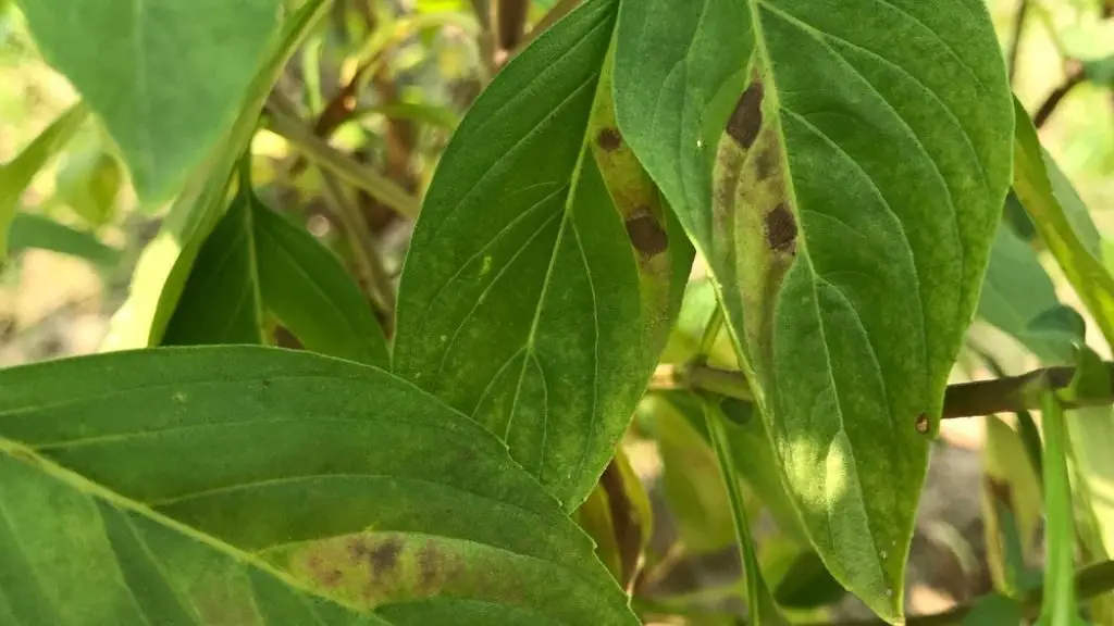 Black Dots on Basil Leaves
