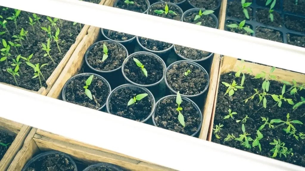 When to Put Seedlings Under LED
