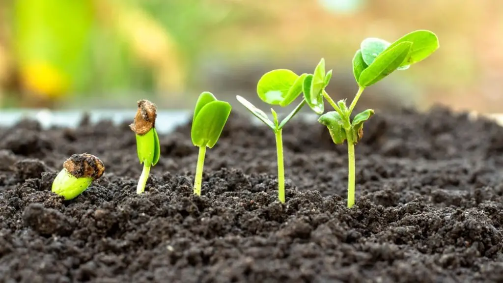How Long for Seeds to Germinate in Soil