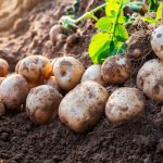 What is the Ideal Soil pH For Potatoes? Know The Facts!