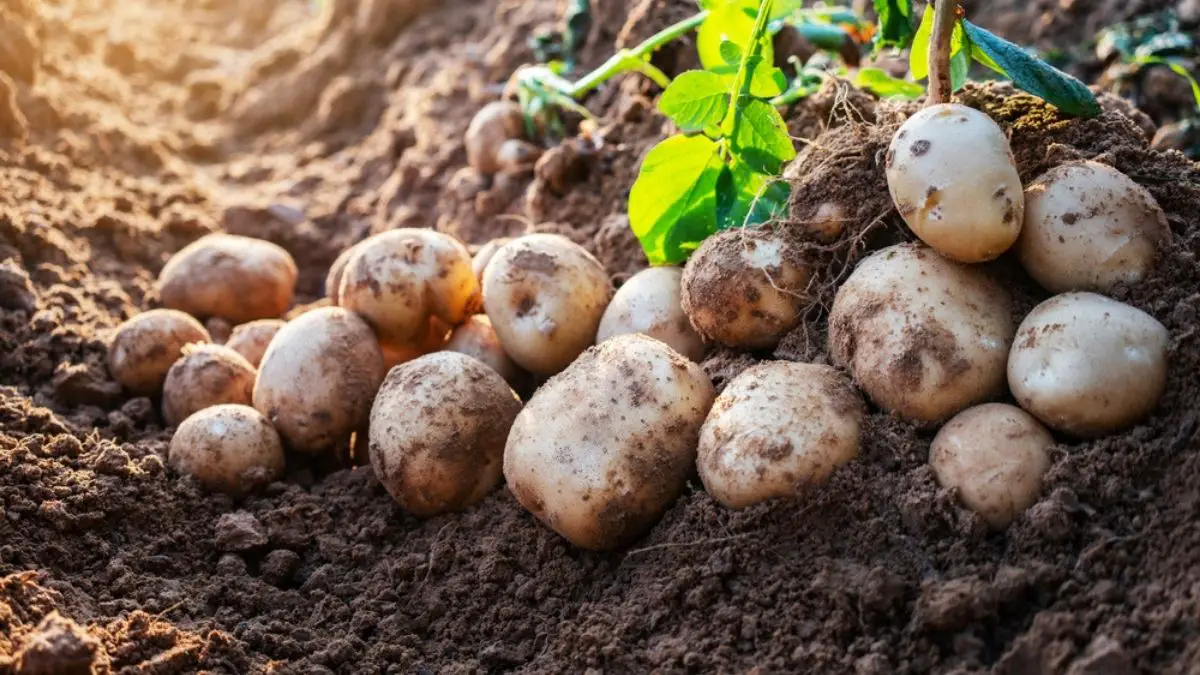 What is the Ideal Soil pH For Potatoes? Know The Facts!