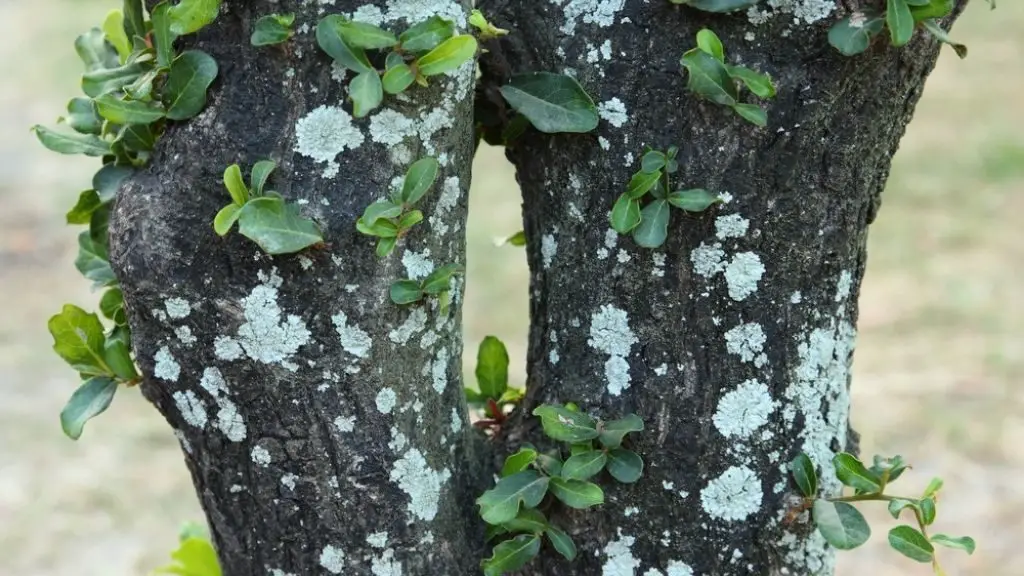 Powdery Mildew causes White Growth on Tree Trunk