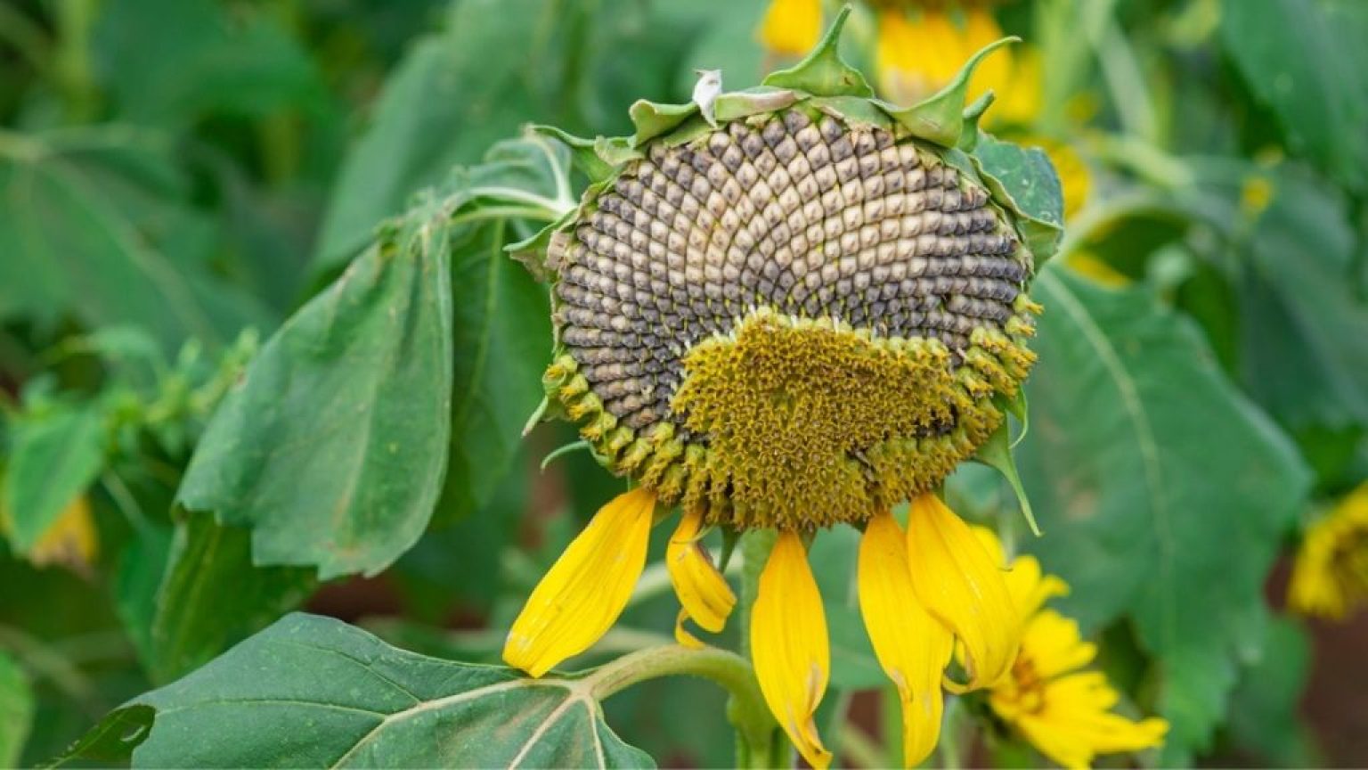 sunflower-petals-falling-off-why-it-happens-and-what-to-do