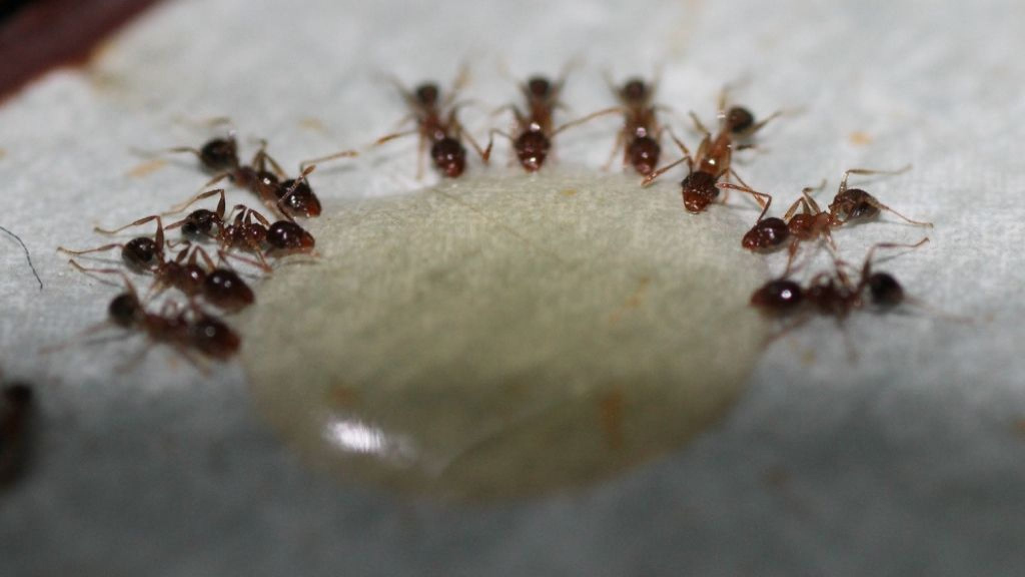 Are You Witnessing Ants On Pepper Plants Then Be Careful