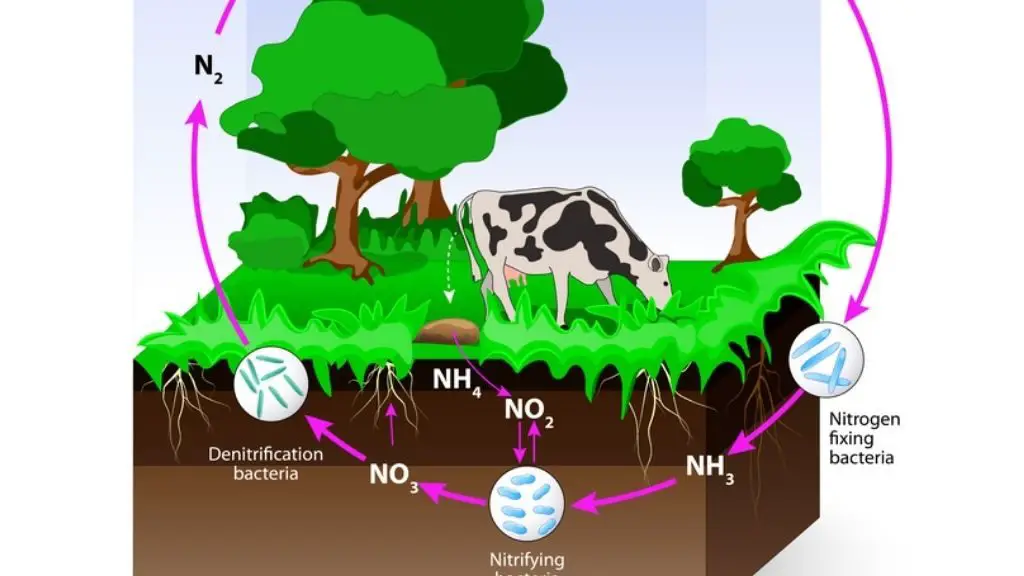 Nitrogen fixation by bacteria