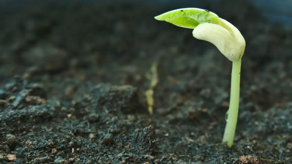 How Long For Seeds To Sprout How Long for Seeds to Germinate in Soil? Know the Duration