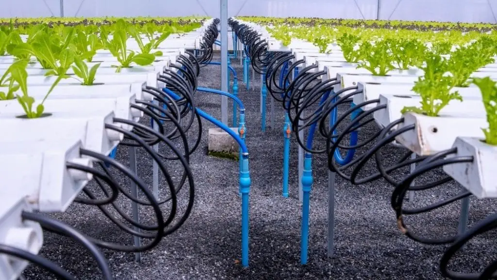 How to Lower the pH in Hydroponics
