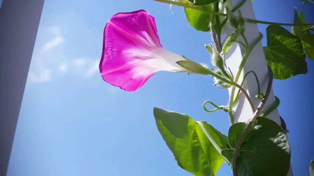 Scarlett o'hara plant