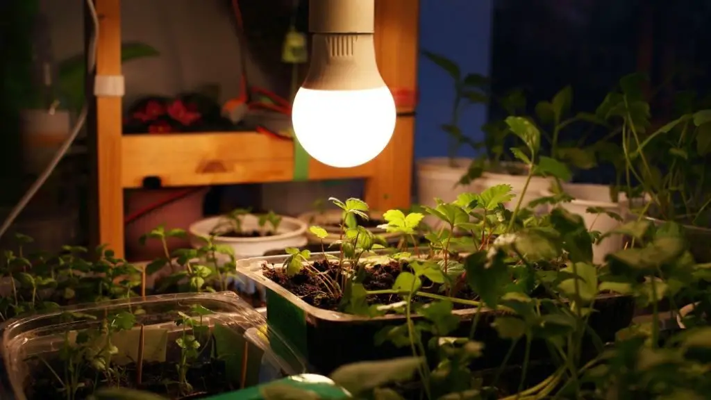 When to Put Seedlings Under LED