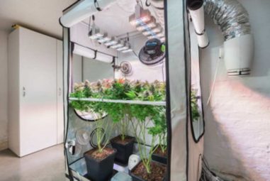 Best 4×4 Grow Tent Yield: A Detailed Guide