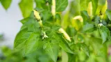 Are you witnessing Ants on Pepper Plants? Then be Careful!
