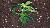 Know About The best soil for Autoflowers: The Supreme Guide