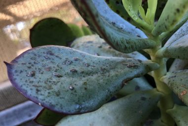 Black Spots on Succulents- 7 Causes With Cures