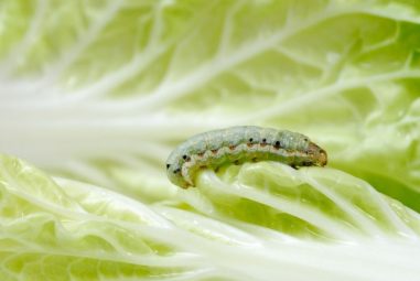 How to Get Rid of Cabbage Worms? Read 5 Easy Ways