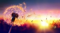 How to Fix Dandelion Infested Lawn? – Best Ways to Kill Dandelion