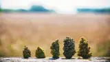 How Long Does It Take To Dry Weed?