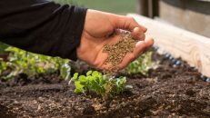 How Much Bone Meal Per Gallon of Soil? Know Now!