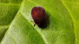 How to Get Rid of Asiatic Garden Beetle? Know the easy Steps!