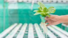 How to Lower the pH in Hydroponics? Know the Easy Ways!