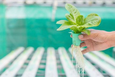 How to Lower the pH in Hydroponics? Know the Easy Ways!