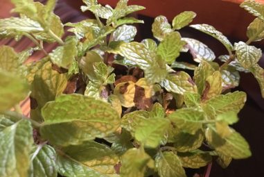 Mint Leaves Turning Brown: Reasons With Remedies