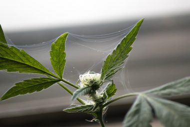 Spider Mites On Buds At The Time Of Harvest