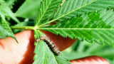 THC Worm: 3 Relations of Worms with Cannabis Consumption