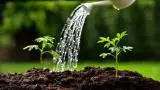 How Much Water Per Gallon Of Soil