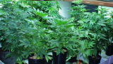How to Clone Plants and What is the Best Cloning Method?