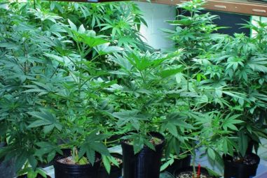 How to Clone Plants and What is the Best Cloning Method?