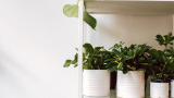 Understand Plant Height to Pot Size Ratio | Do Smart Gardening