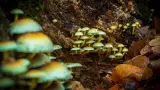 How Much do Shrooms Sell For? Psilocybin Mushrooms Guide
